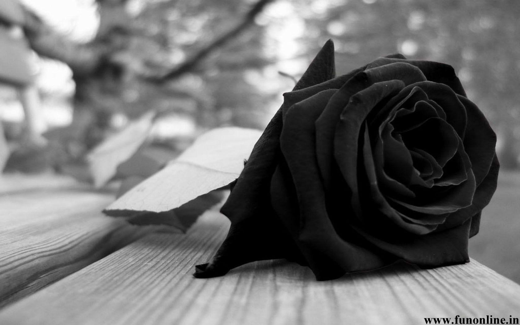 Detail Black Rose Wallpaper Hd Nomer 18