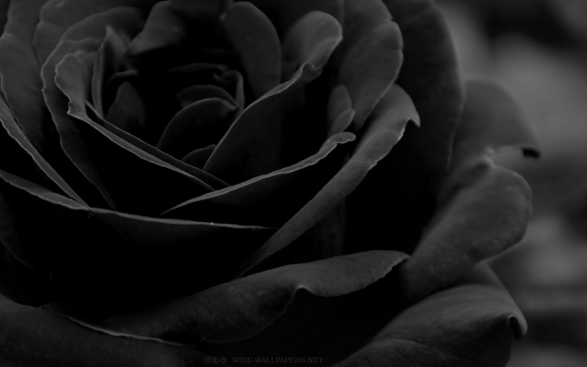 Detail Black Rose Wallpaper Hd Nomer 22