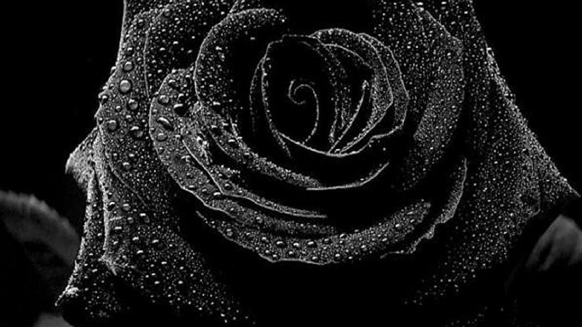 Detail Black Rose Wallpaper Hd Nomer 24