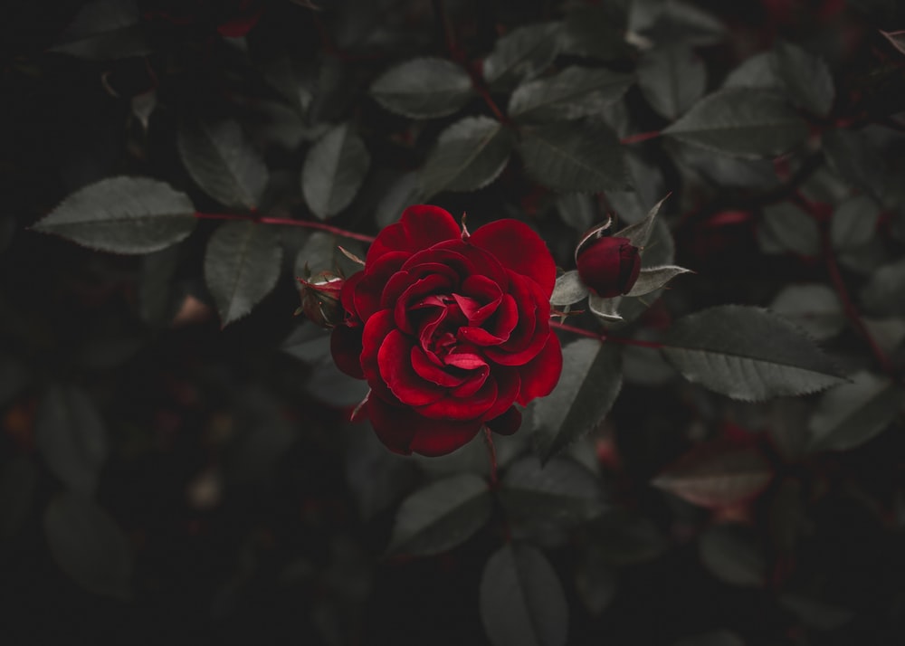 Detail Black Rose Wallpaper Hd Nomer 25