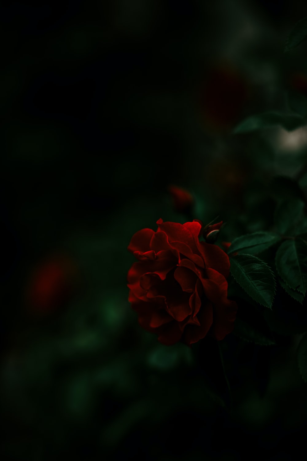 Detail Black Rose Wallpaper Hd Nomer 5