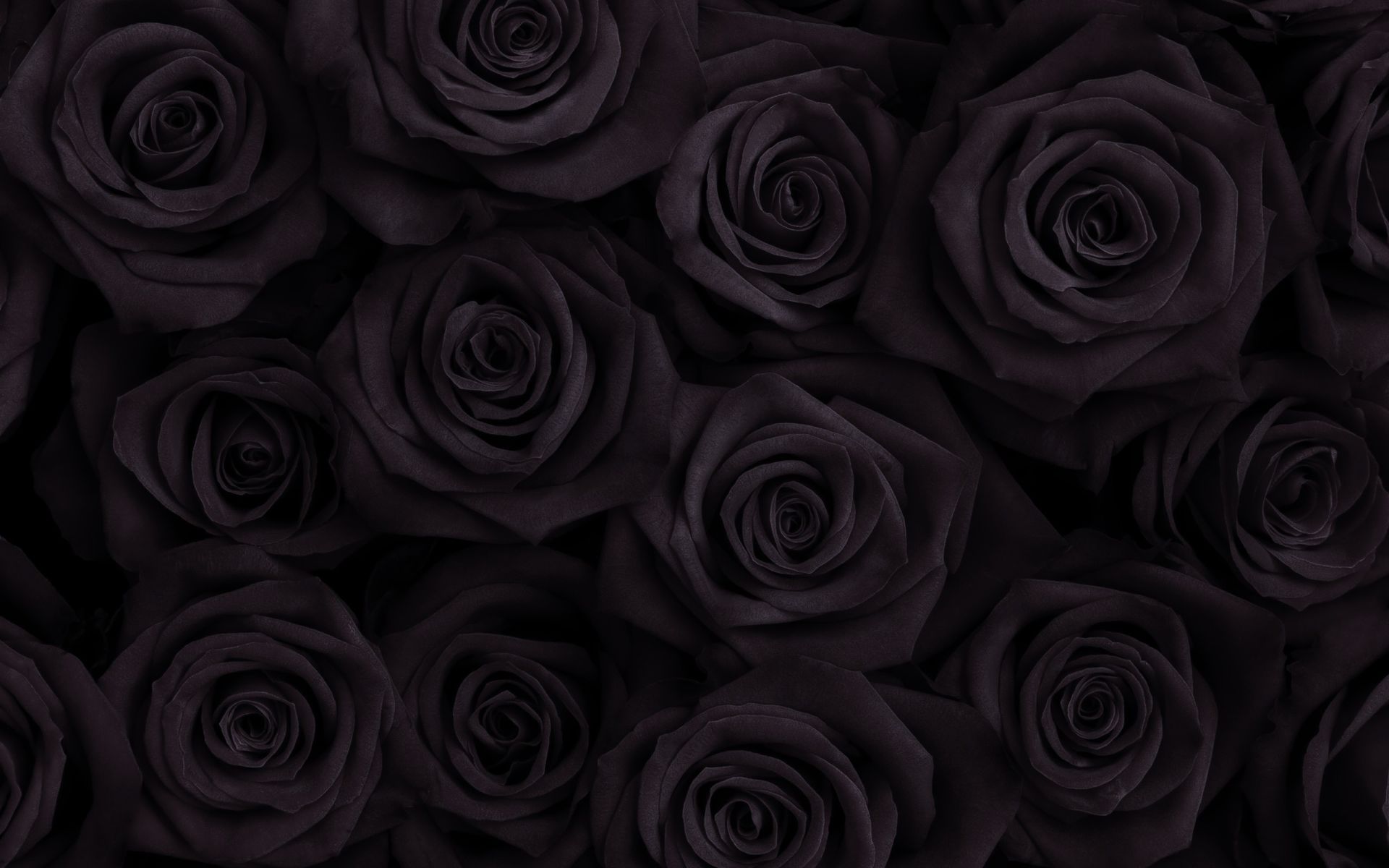 Detail Black Rose Wallpaper Hd Nomer 50