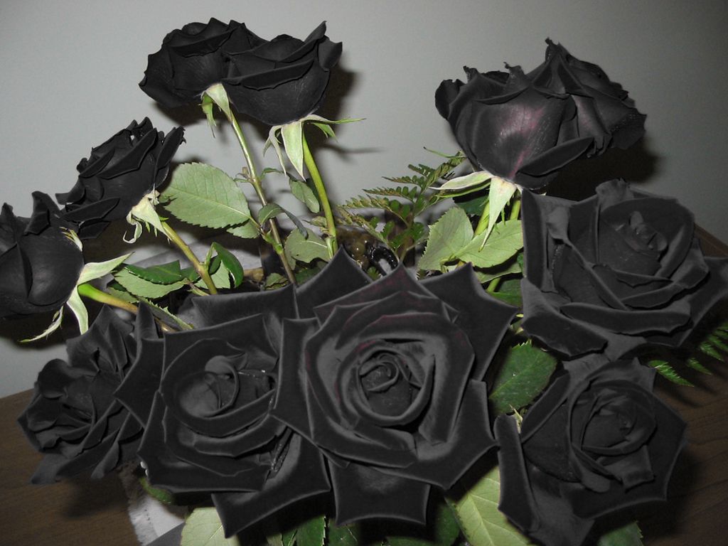 Detail Black Roses Tumblr Nomer 16