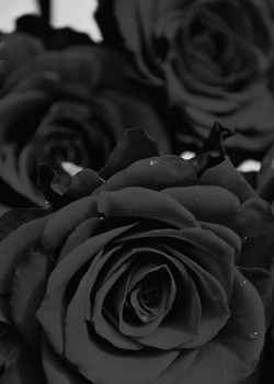 Detail Black Roses Tumblr Nomer 19