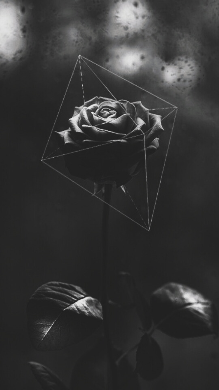 Detail Black Roses Tumblr Nomer 3