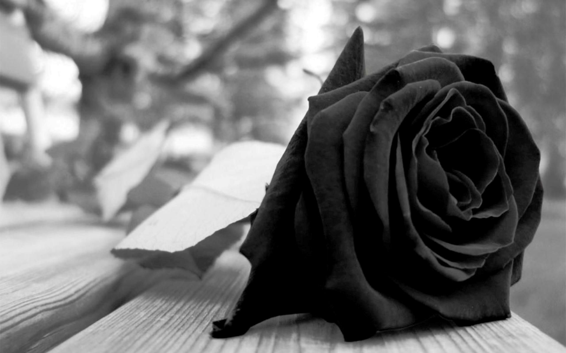 Detail Black Roses Tumblr Nomer 32