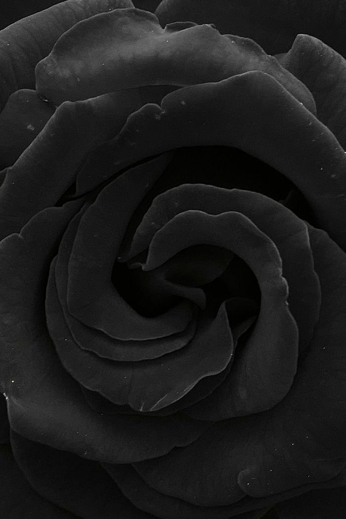 Detail Black Roses Tumblr Nomer 40