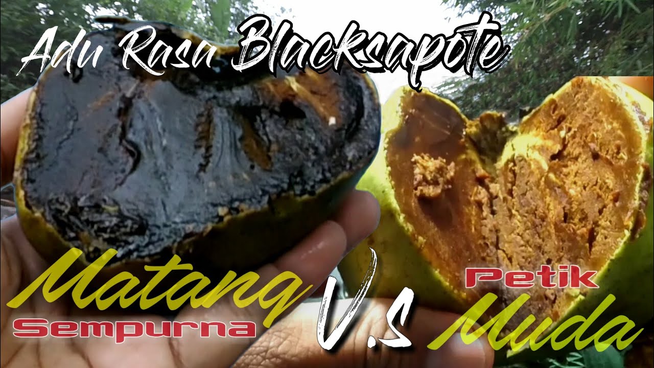 Detail Black Sapote Matang Nomer 2