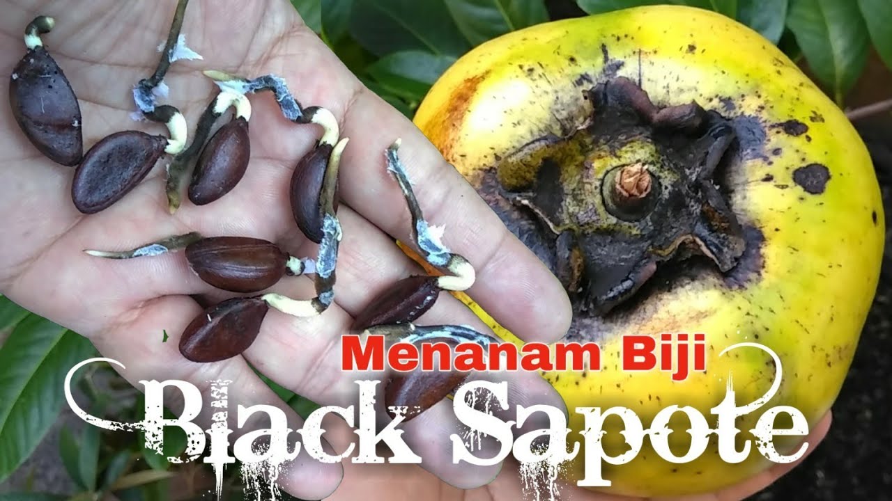 Detail Black Sapote Matang Nomer 10