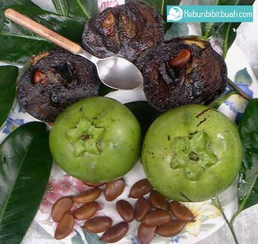 Detail Black Sapote Matang Nomer 19