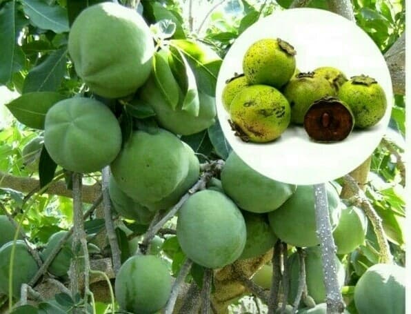 Detail Black Sapote Matang Nomer 3