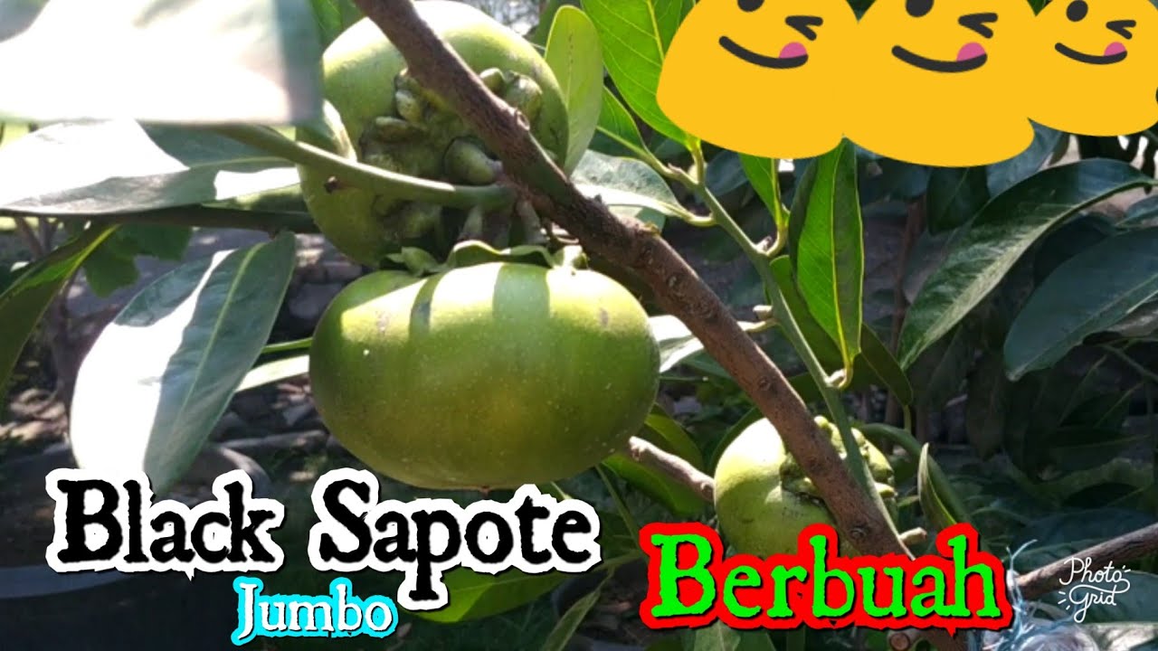 Detail Black Sapote Matang Nomer 26