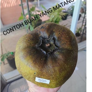 Detail Black Sapote Matang Nomer 28