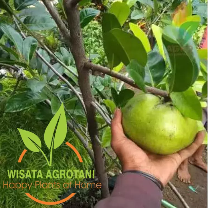 Detail Black Sapote Matang Nomer 33