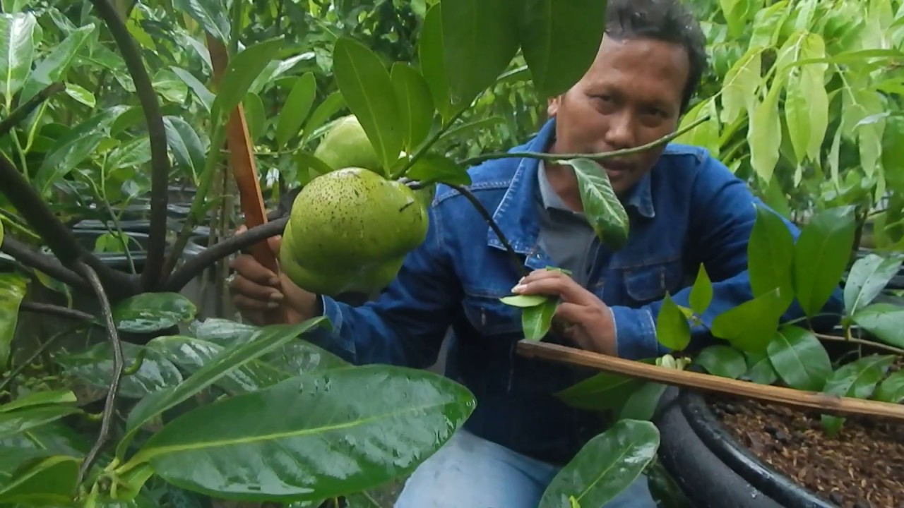 Detail Black Sapote Matang Nomer 36