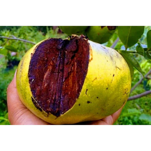 Detail Black Sapote Matang Nomer 42