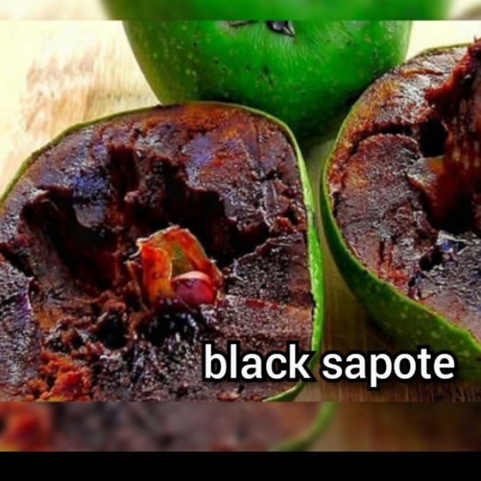 Detail Black Sapote Matang Nomer 46