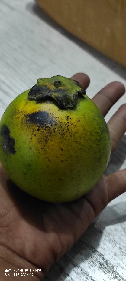 Detail Black Sapote Matang Nomer 48