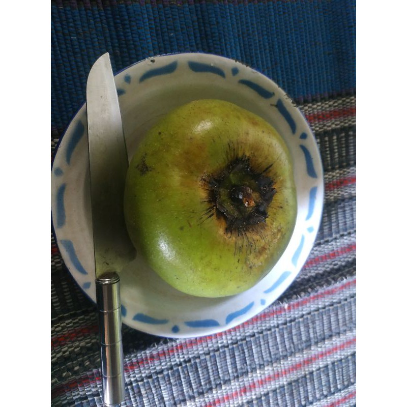 Detail Black Sapote Matang Nomer 49