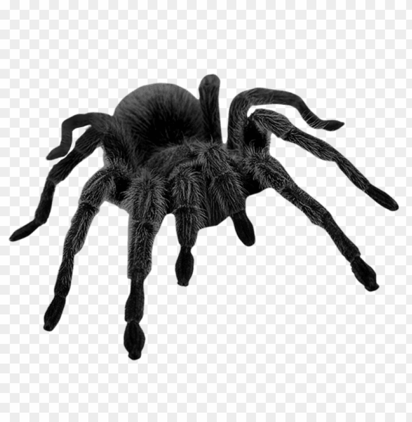 Detail Black Spider Png Nomer 3
