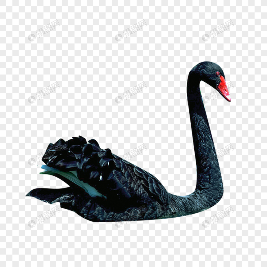 Detail Black Swan Png Nomer 3