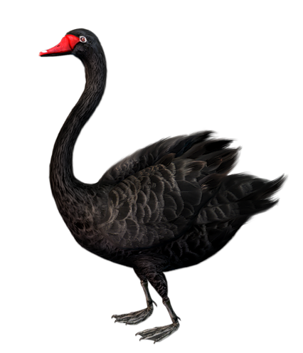 Detail Black Swan Png Nomer 9