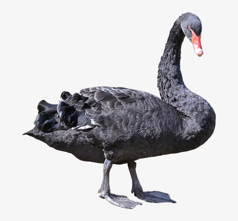 Detail Black Swan Png Nomer 10
