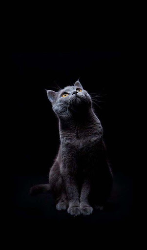 Detail Black Theme Wallpaper Nomer 33
