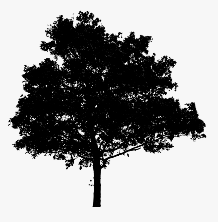 Black Tree Png - KibrisPDR
