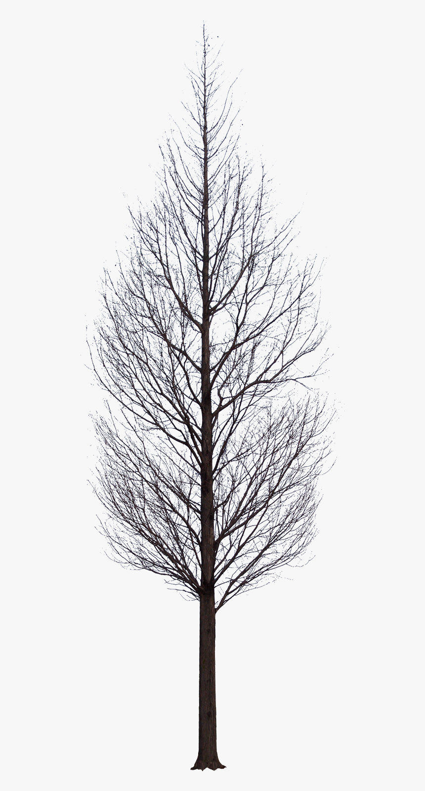 Detail Black Tree Png Nomer 14