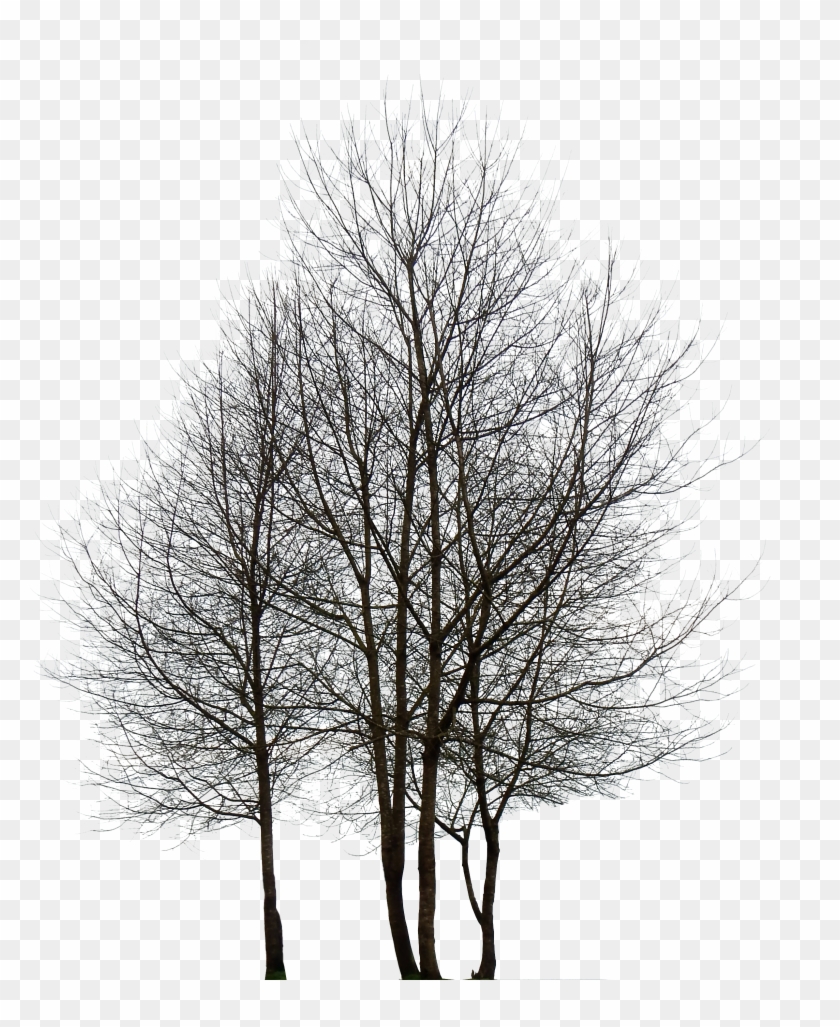Detail Black Tree Png Nomer 15