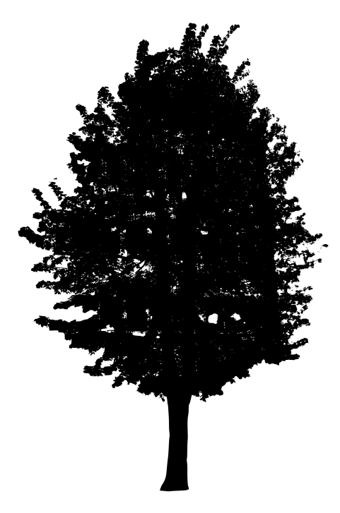 Detail Black Tree Png Nomer 33