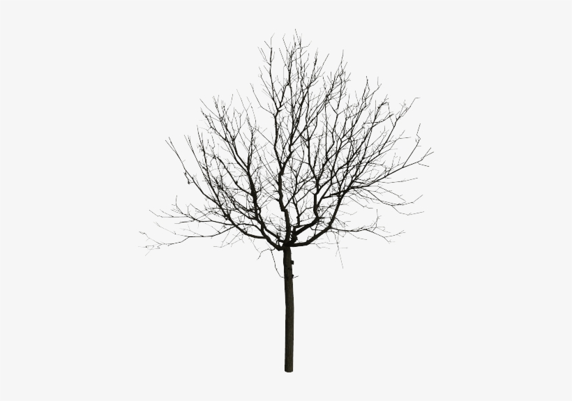 Detail Black Tree Png Nomer 35