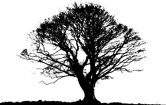 Detail Black Tree Png Nomer 4
