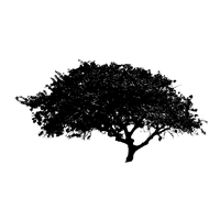 Detail Black Tree Png Nomer 38