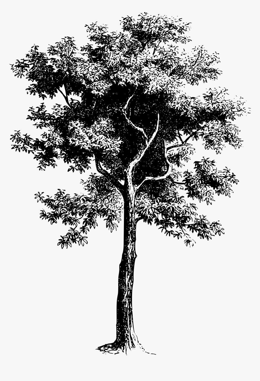 Detail Black Tree Png Nomer 51