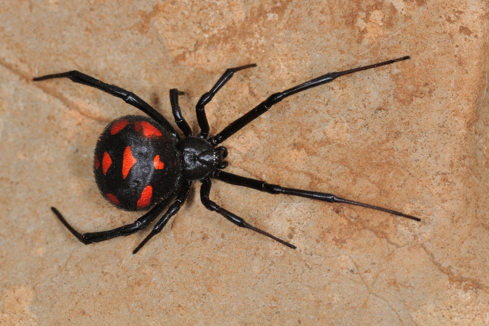Detail Black Widow Spider Nomer 25