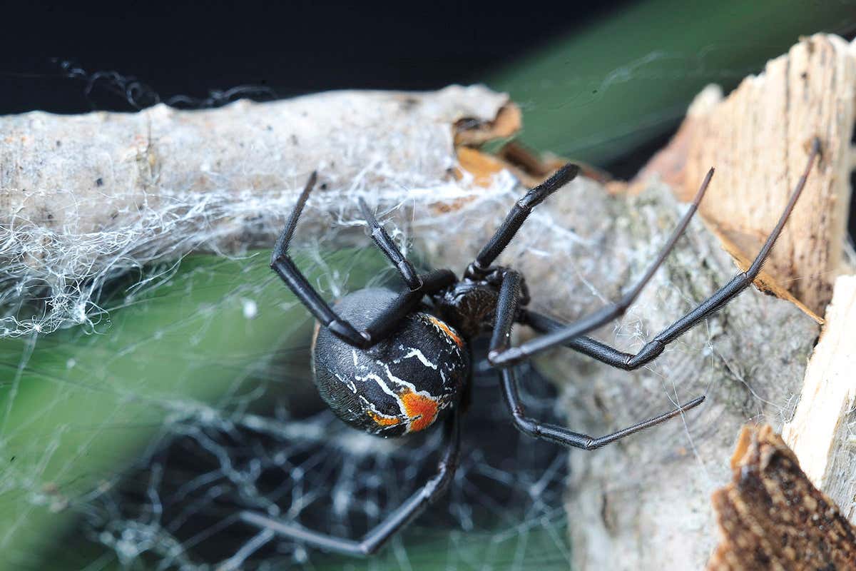Detail Black Widow Spider Nomer 28