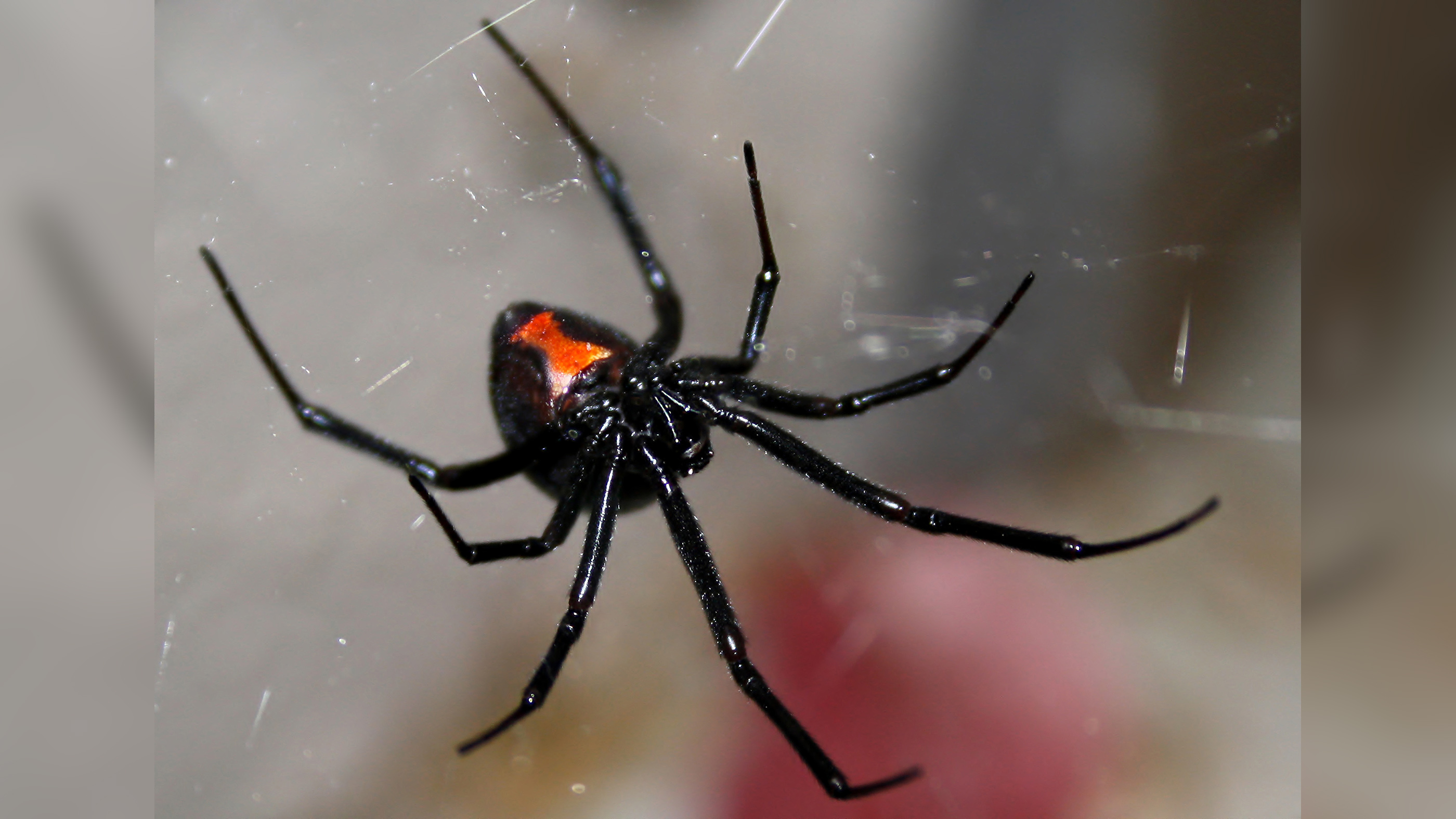 Detail Black Widow Spider Nomer 4