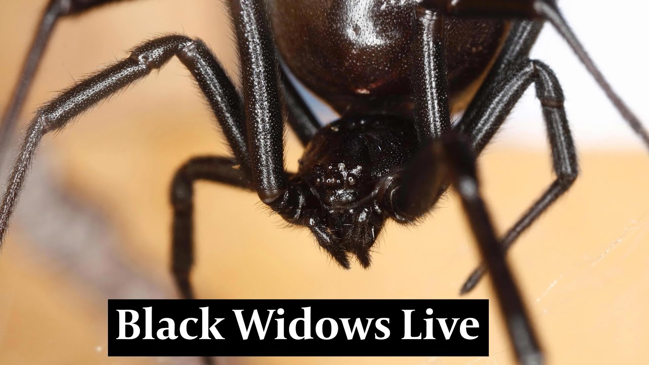 Detail Black Widow Spider Nomer 33