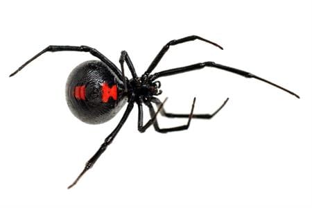 Detail Black Widow Spider Nomer 35