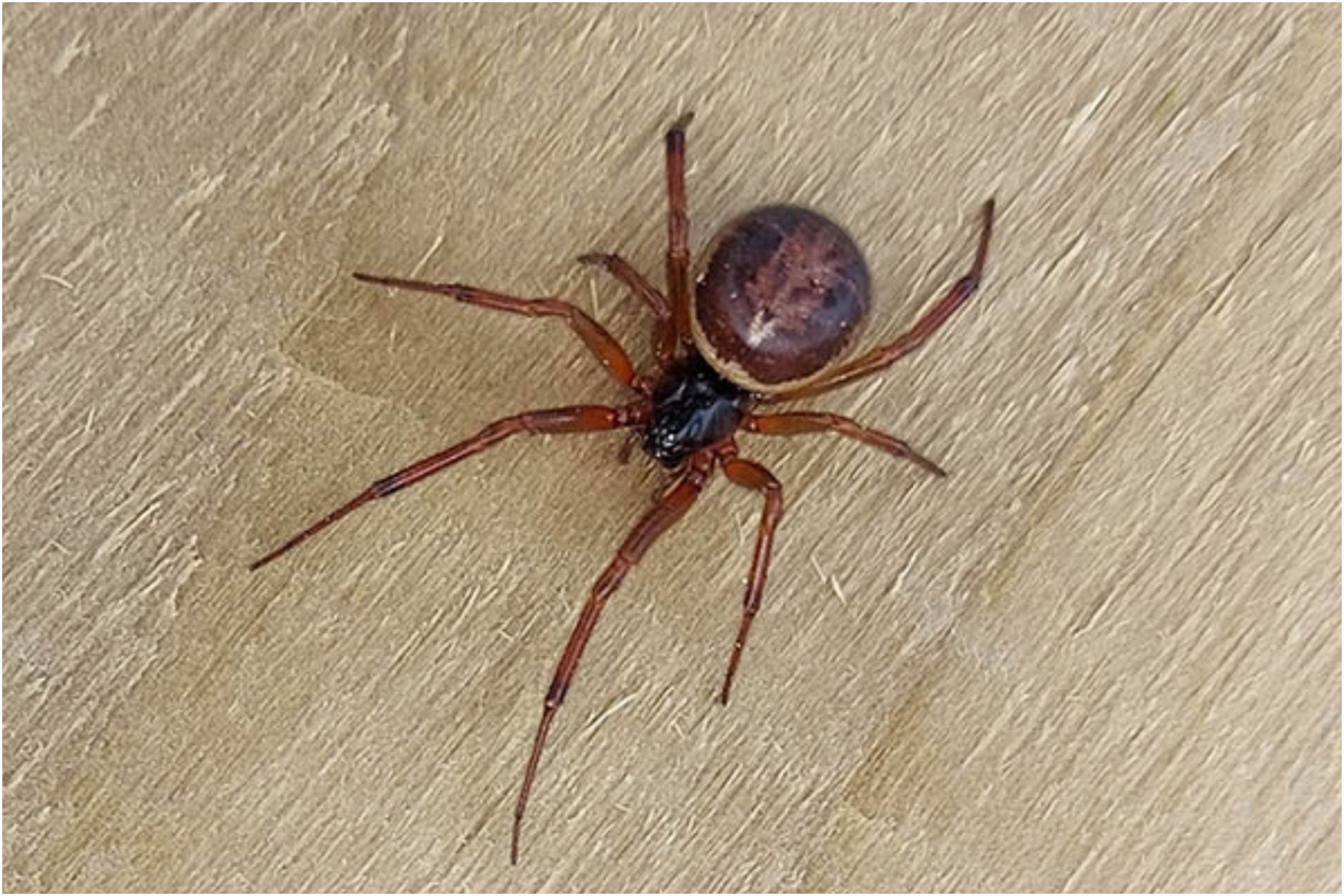 Detail Black Widow Spider Nomer 37