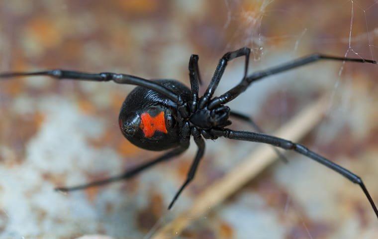 Detail Black Widow Spider Nomer 5