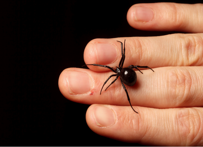 Detail Black Widow Spider Nomer 41
