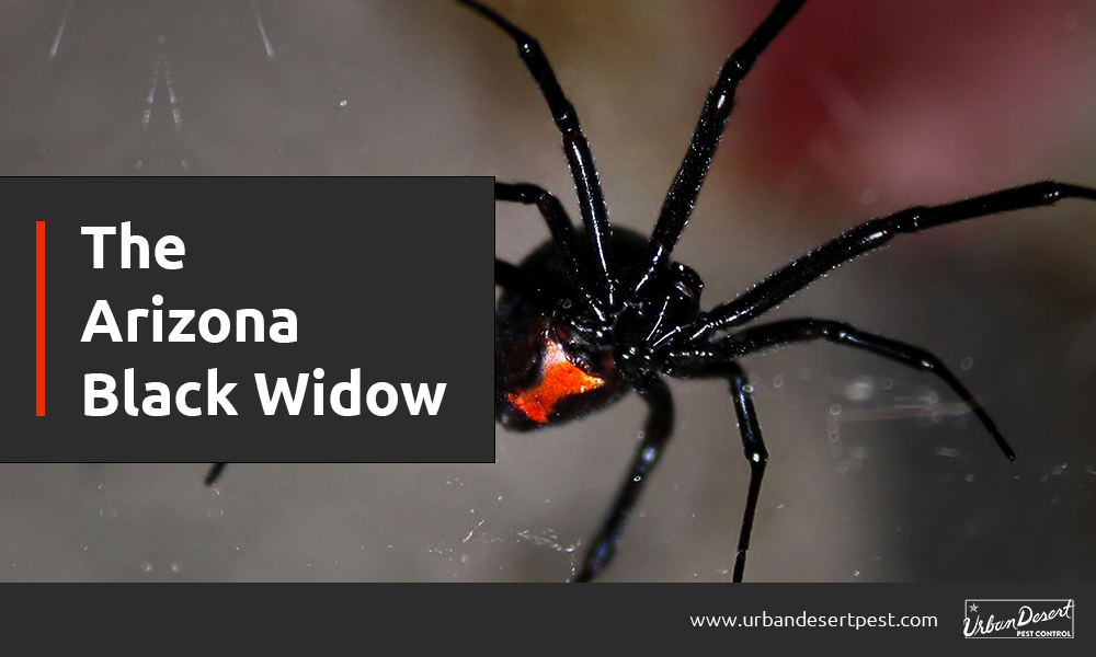 Detail Black Widow Spider Nomer 44