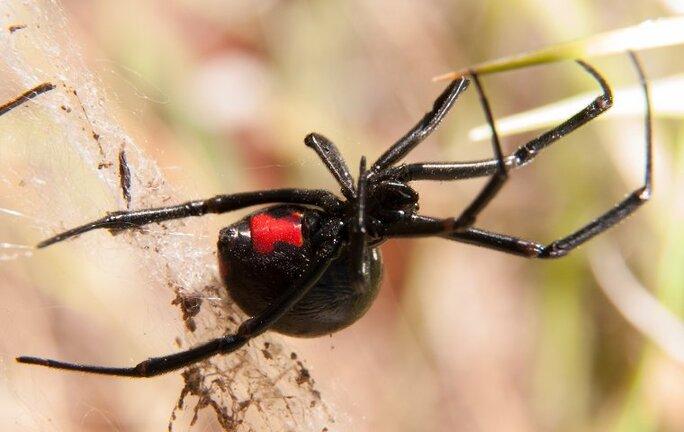 Detail Black Widow Spider Nomer 47