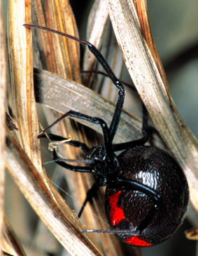 Detail Black Widow Spider Nomer 49