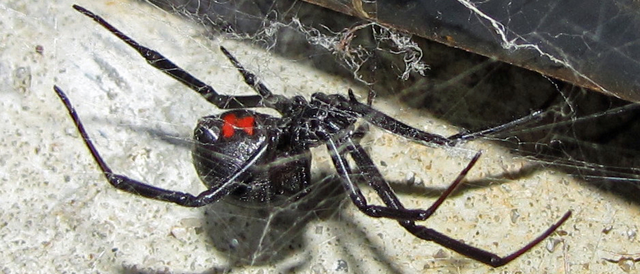 Detail Black Widow Spider Nomer 53