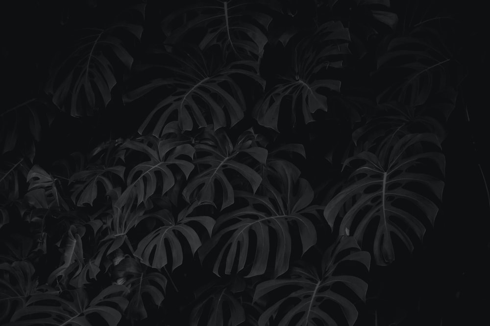 Detail Black Windows Wallpaper Nomer 40