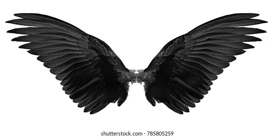 Detail Black Wing Nomer 12